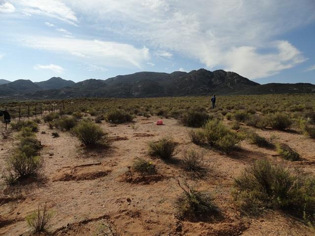 Setting up a large-scale restoration experiment in an old cropping area where only kraalbos plants have managed to establish