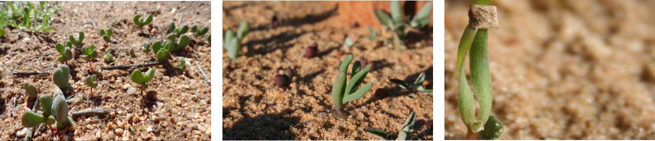 Seedlings of characteristic succulent plants emerging two months into the rainy season in restoration plots.